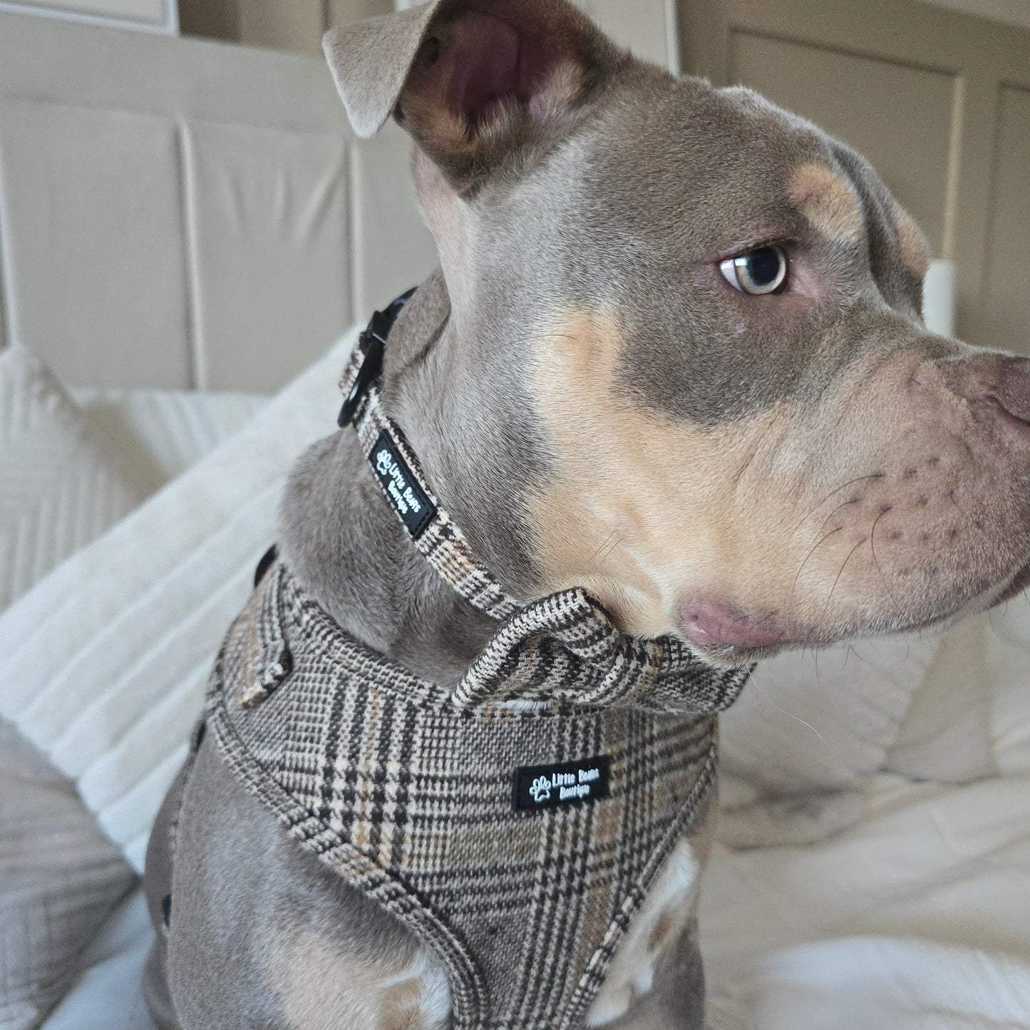Brown Glen Check Collar