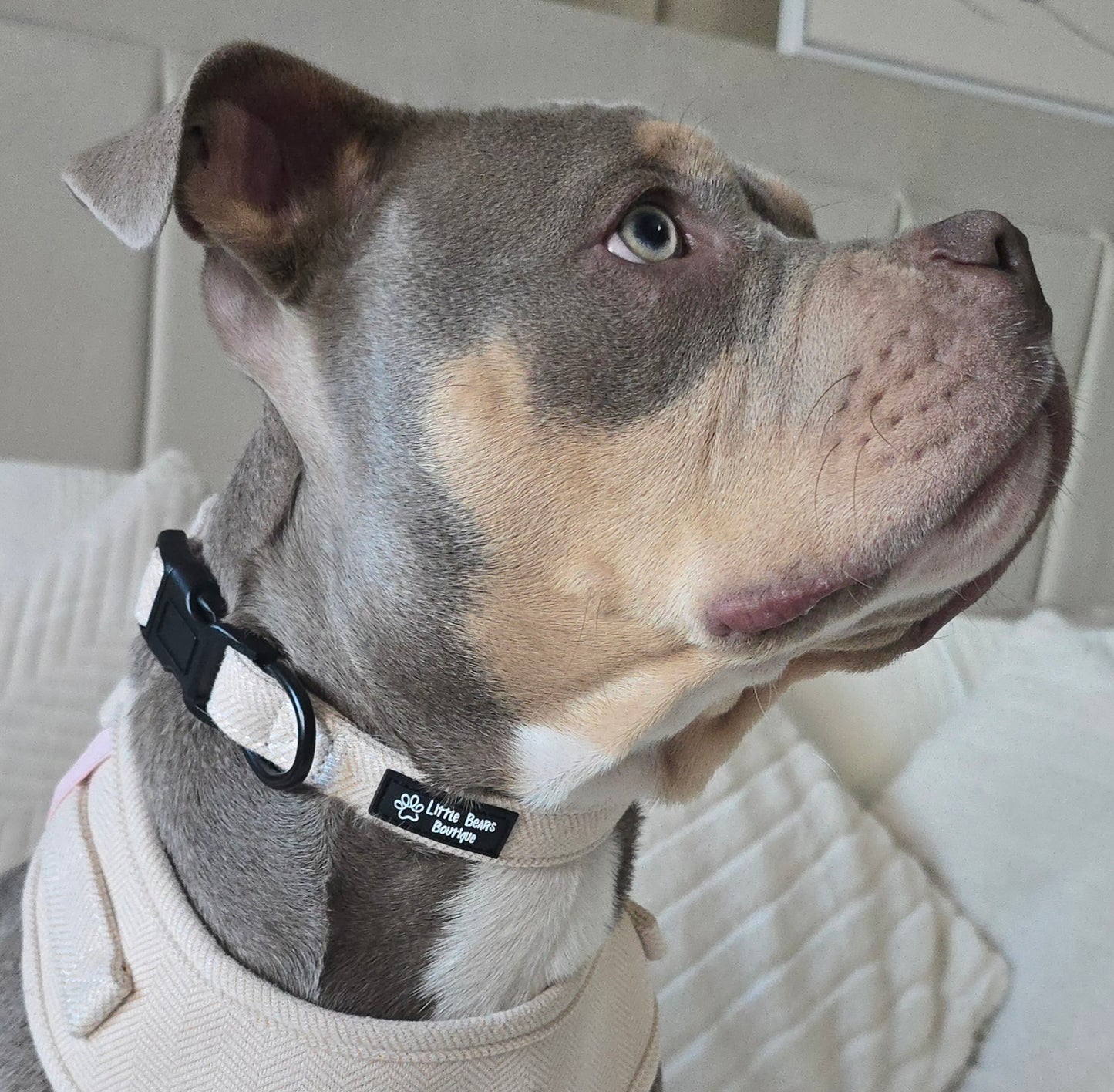 Beige Herringbone Tweed Collar