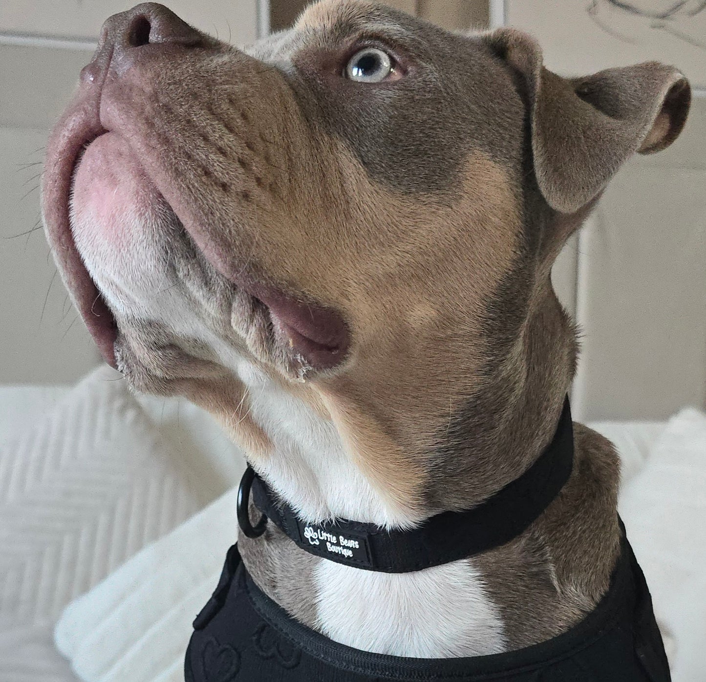 Black Heart Embroidery Collar
