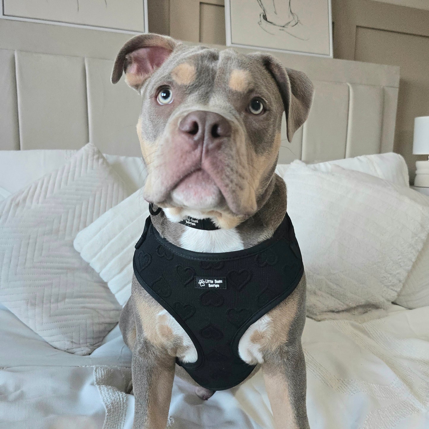 Midnight Hearts 3 Piece Bundle