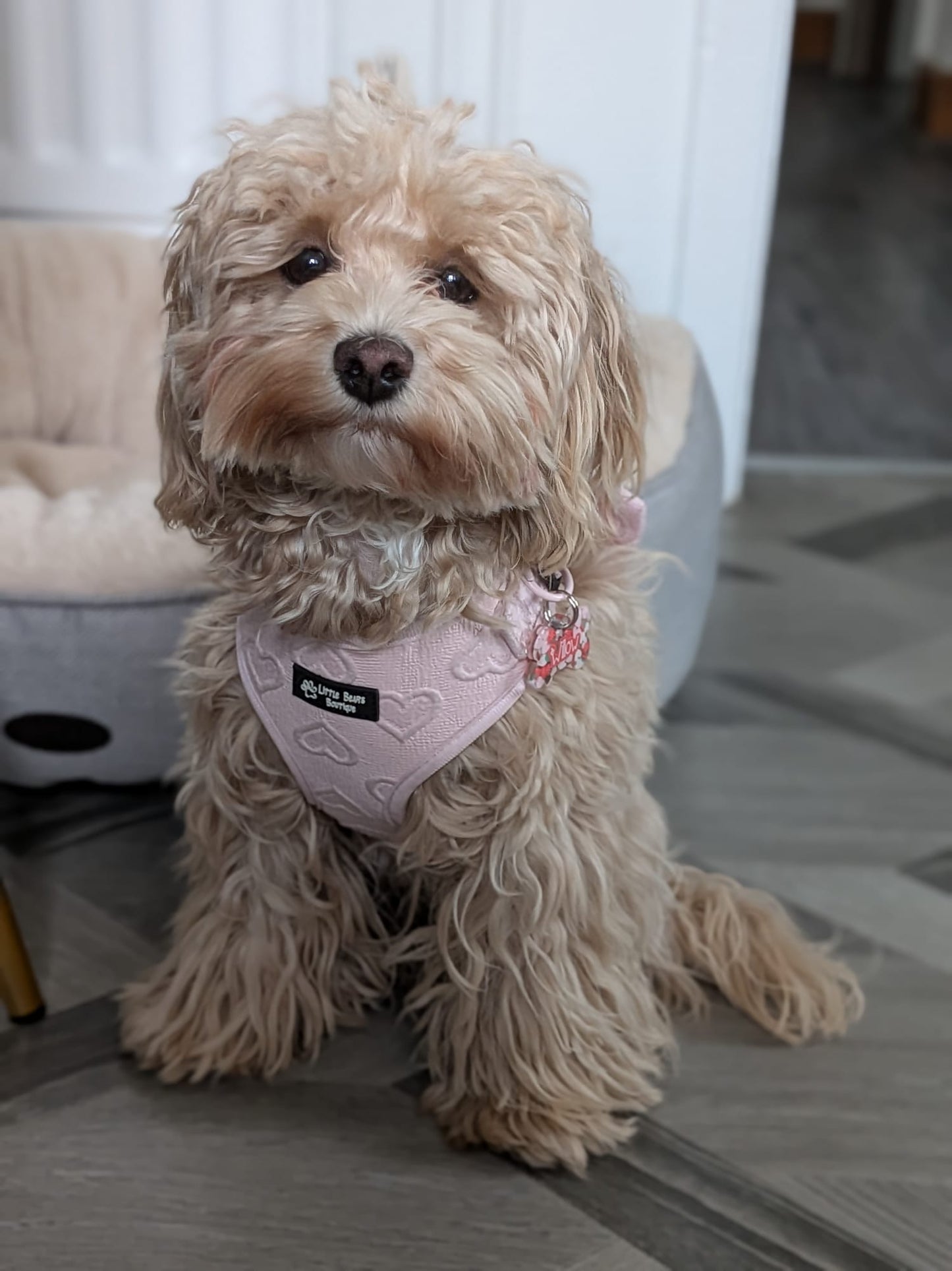 Sweetheart Snuggles Harness