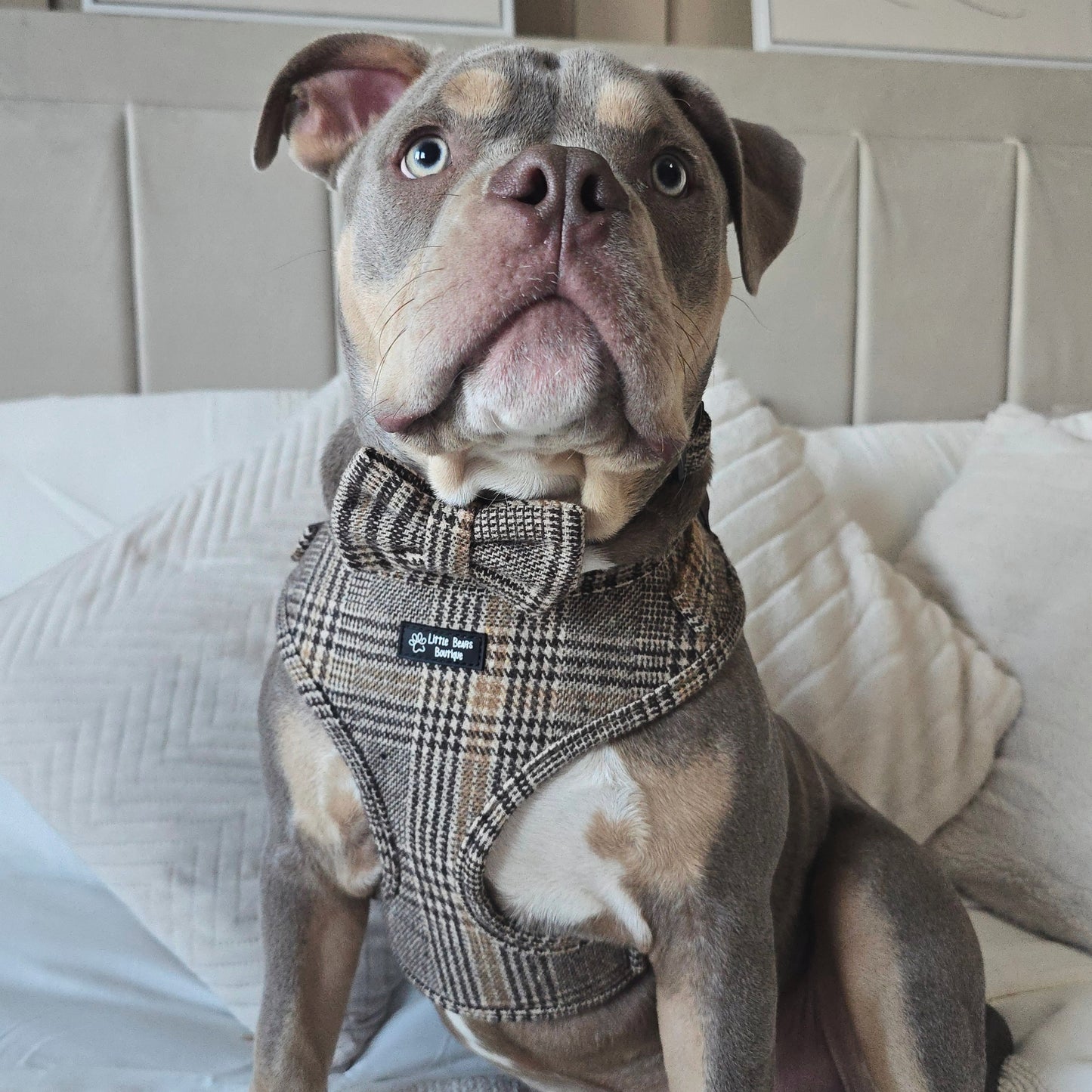 Brown Glen Check Harness