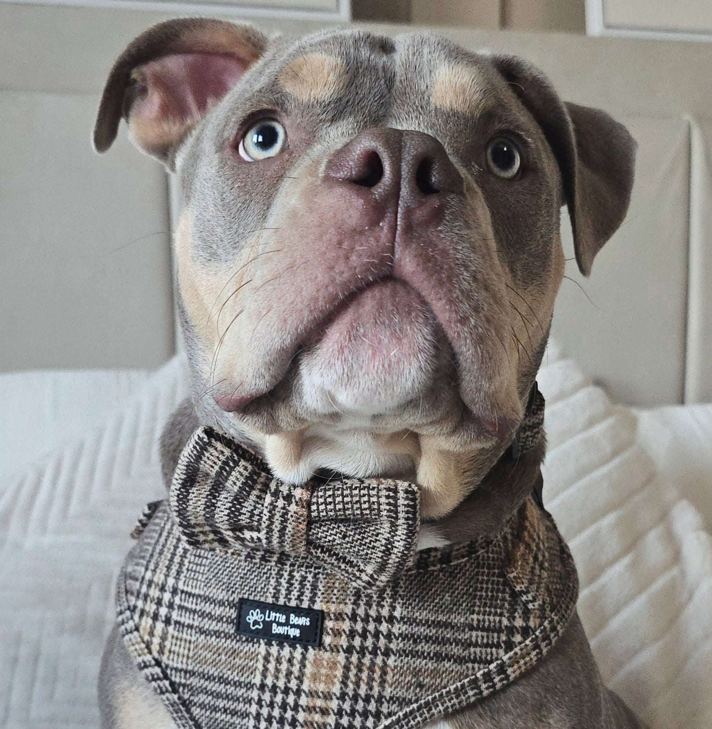 Brown Glen Check Classic Bow Tie