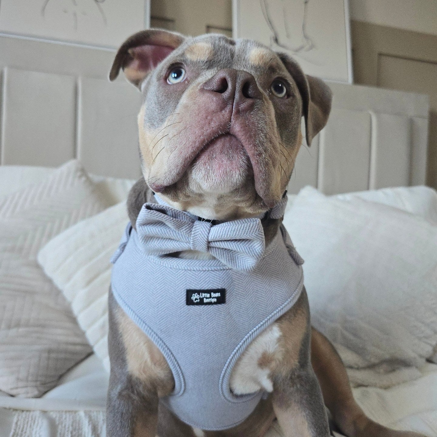 Grey Herringbone Tweed Harness