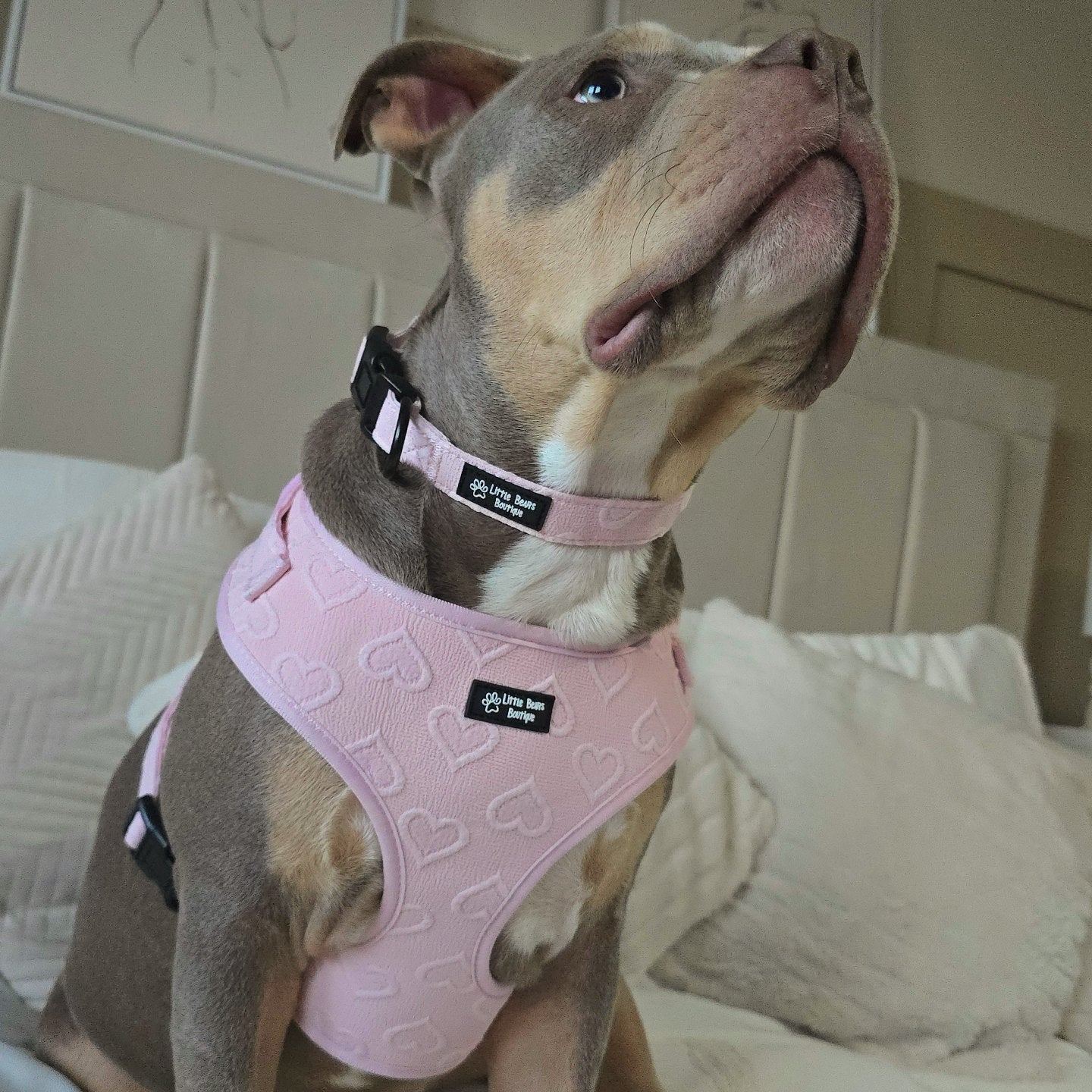 Pink Heart Embroidered Harness