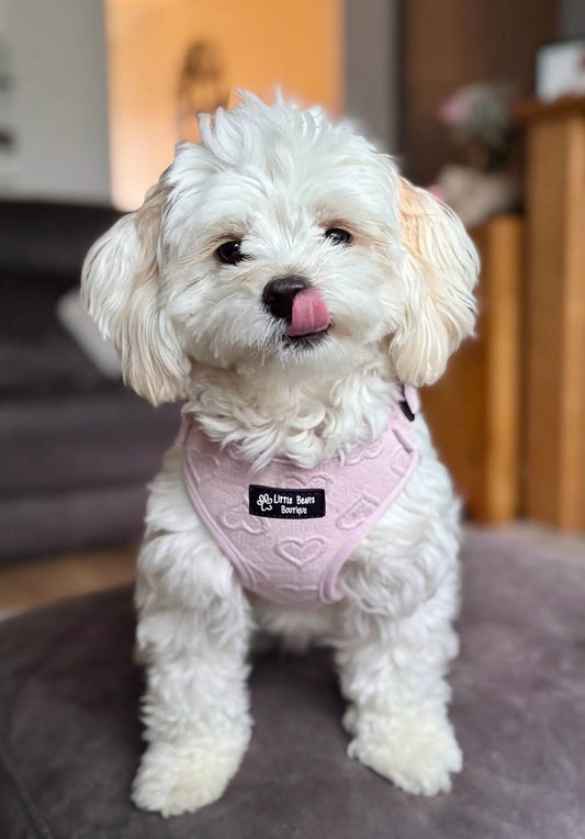 Sweetheart Snuggles Harness