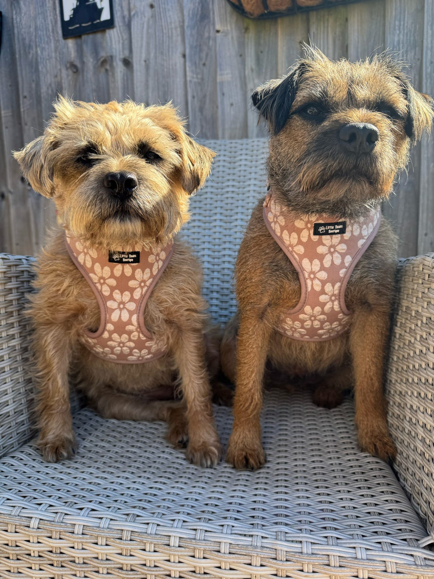 Golden Petals Harness