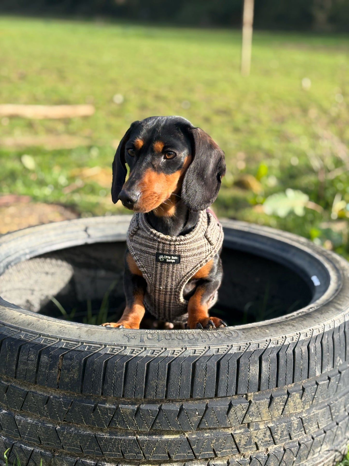 Autumn Tweed Harness