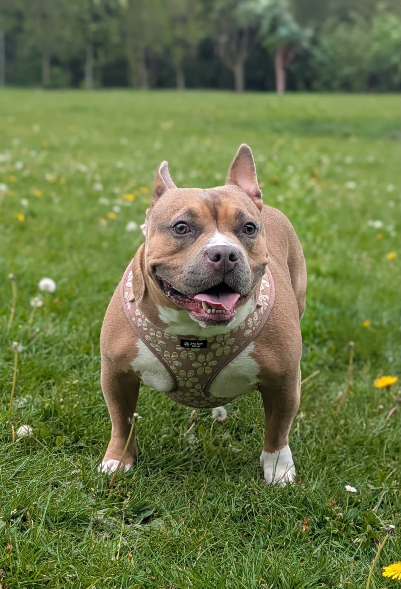 Golden Petals Harness