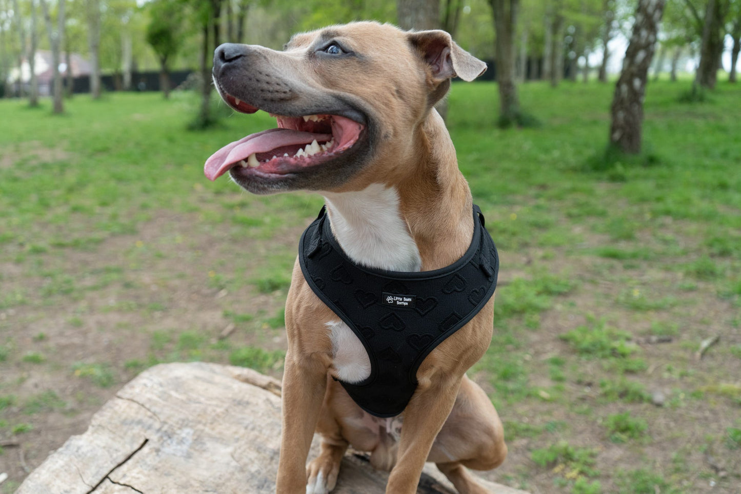 Midnight Hearts  Harness