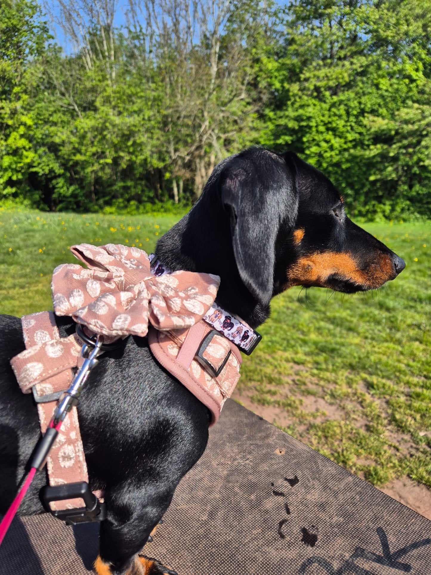 Golden Petals Harness