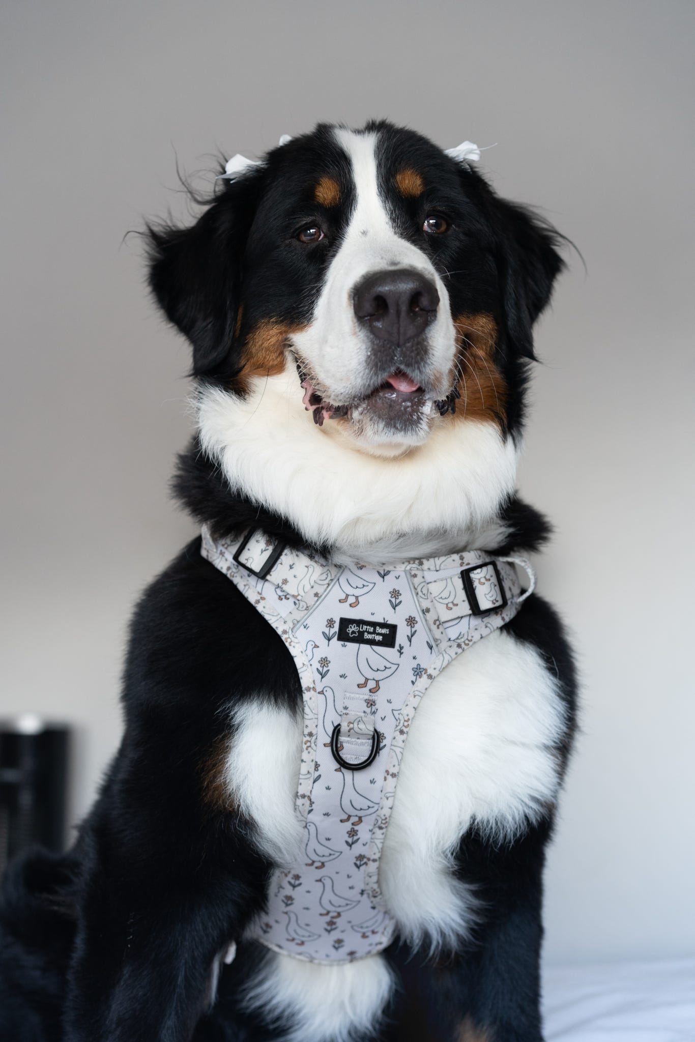 Waddle & Bloom 3 Click Harness