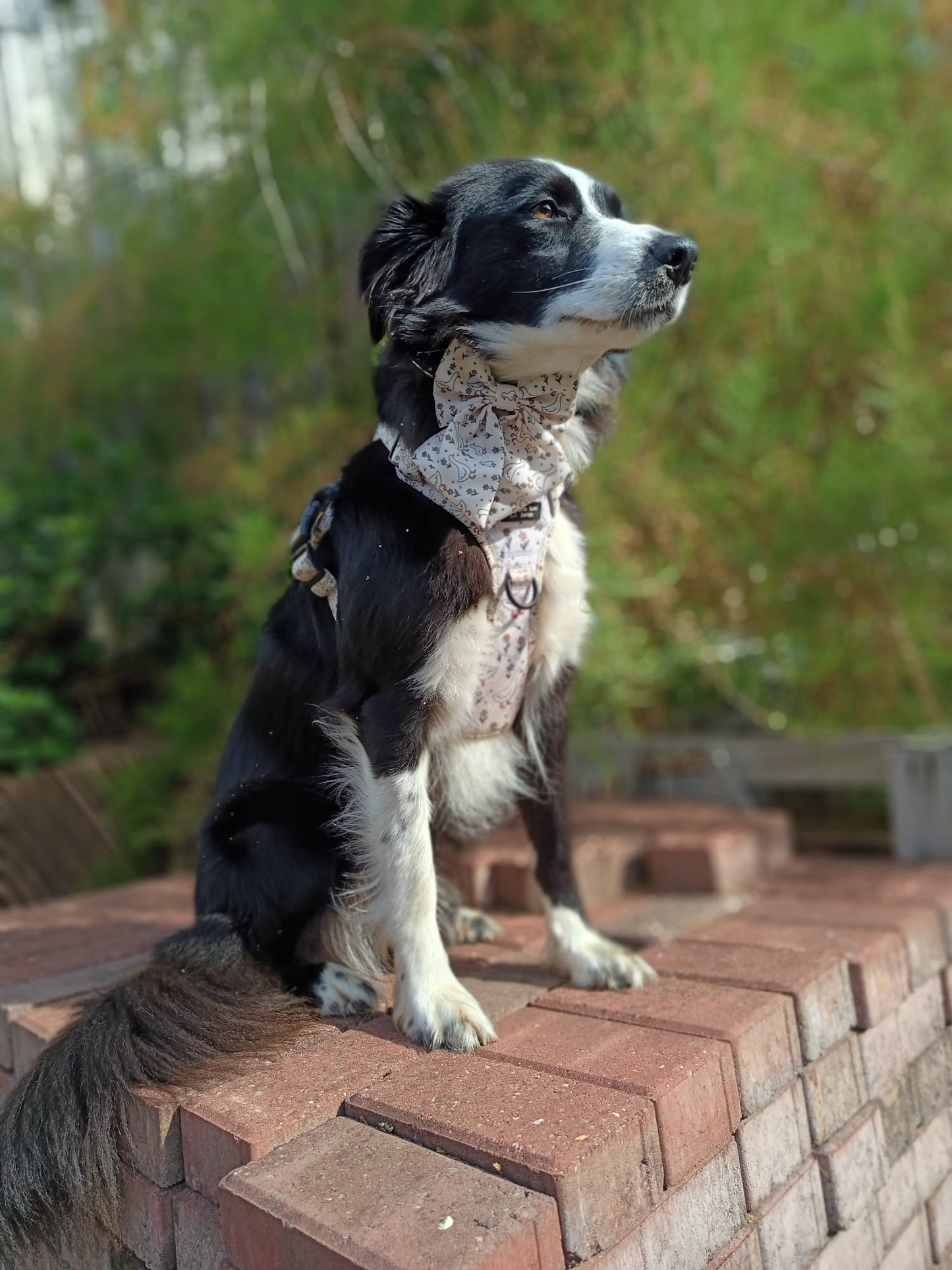 Waddle & Bloom 3 Click Harness