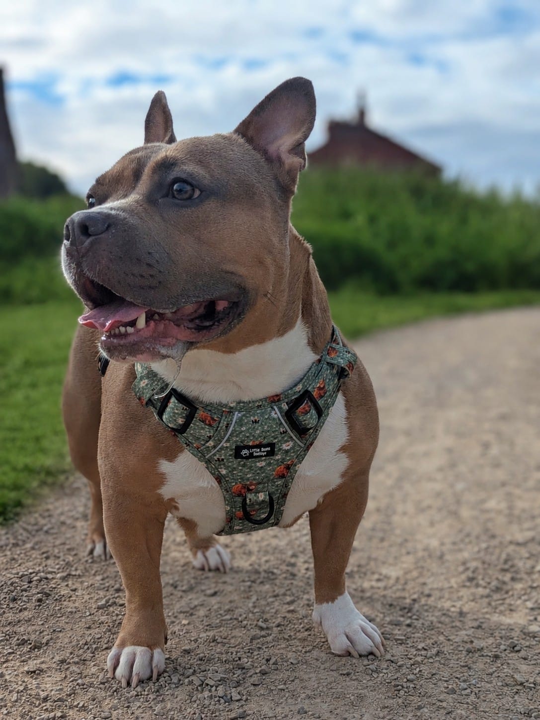 Moo Meadow 3 Click Harness