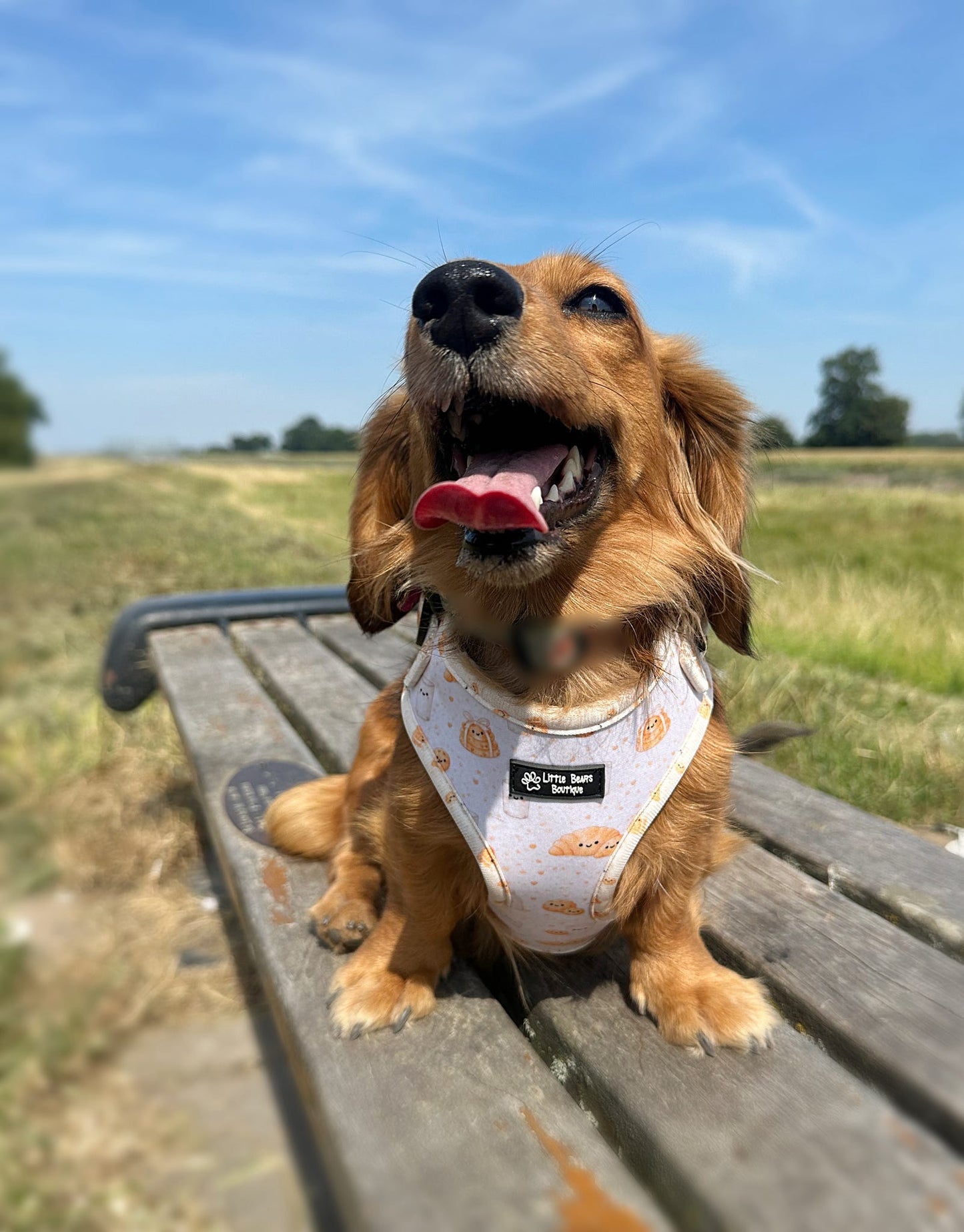 Buttery Brunch - Overhead Harness