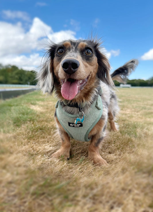 Soft Sage - Over Head Harness